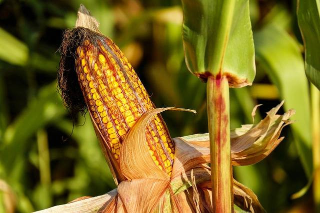 Foto Hanya Ilustrasi: Manfaat Garam untuk Jagung. Sumber: Pixabay.com