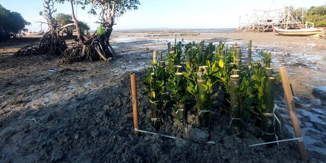 SiTampan: Metode Tanam Mangrove IPB dan Pokmaswas Reng Paseser