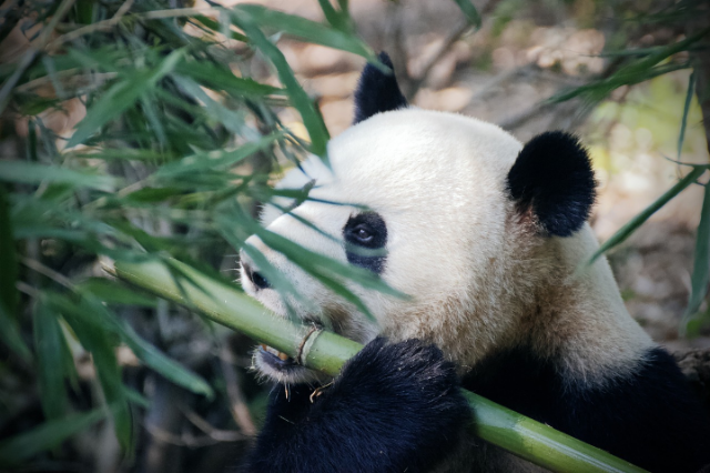 Ilustrasi panda berkembang biak dengan cara. Sumber foto: Pixabay/qgadrian