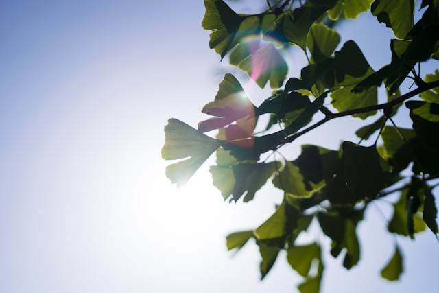 Ilustrasi jelaskan siklus siklik pada reaksi terang fotosintesis. Foto: Unsplash/Julian Hochgesang