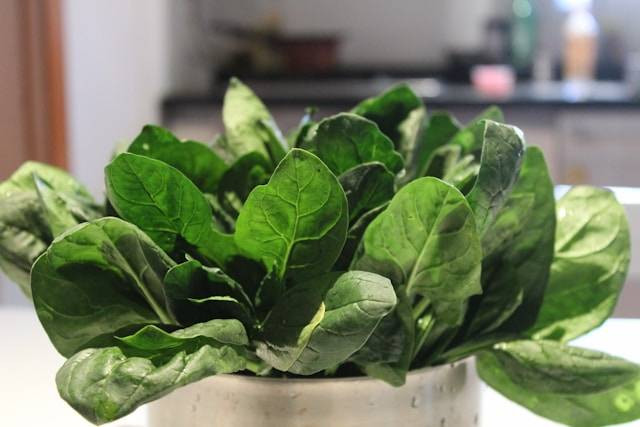 Penyebab Tanaman Kangkung Kerdil. Foto Hanya Ilustrasi. Sumber Foto: Unsplash.com/Rens D