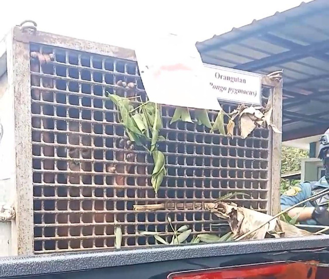 Dua ekor anak orang utan yang berhasil diselamatkan petugas Balai Gakkum KLHK Wilayah Kalimantan. Foto: Dok. Balai Gakkum KLHK