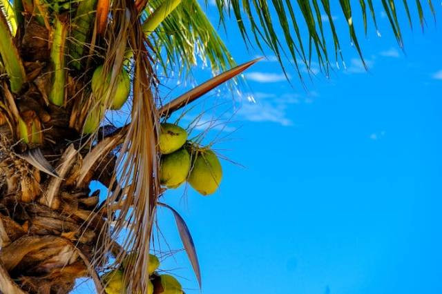 Ilustrasi penyakit tanaman kelapa hibrida v, sumber foto: Francesco Ungaro by pexels.com