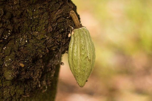 Ilustrasi penyakit tanaman coklat, sumber foto: Fernando graniel by pixabay.com