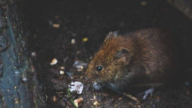 Ilustrasi tikus di tempat kumuh, salah satu penyebab leptospirosis. Foto: Pexels