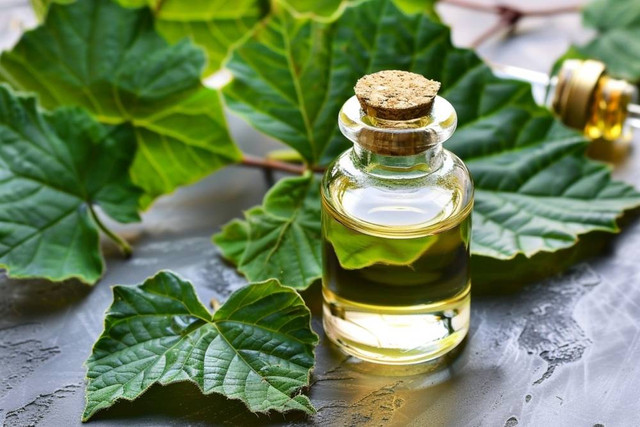 Ilustrasi Minyak Nilam (patchouli oil) (sumber: shutterstock.com)