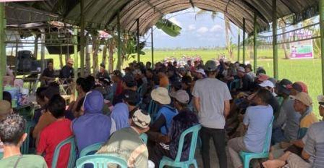 Ada sekitar 150 orang petani di dusun Sempang Desa Mattiro Ade Kecamatan Patampanua Kabupaten Pinrang selesai menyaksikan Demonstrasi plot tanaman padi teknologi ANT. (Foto: dok.ANT/ASA/Kumparan)