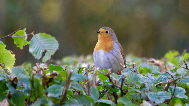 Taman Burung Sukamandi. Foto hanya ilustrasi bukan tempat sebenarnya. Sumber foto: Pexels/Matthias Zomer