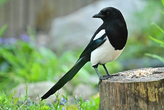 ilustrasi burung murai. sumber foto pixabay.com