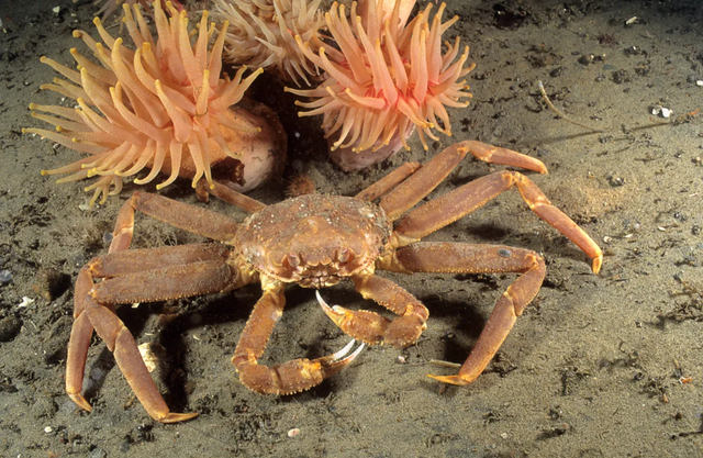 Kepiting salju Alaska.  Foto: Shutterstock