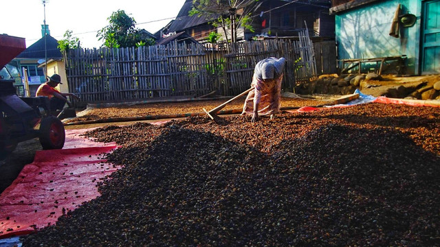 Aktivitas lumrah yang biasa ditemukan di Dusun Aek Tebat Benawa, Pagar Alam, Sumatera Selatan , salah satu dusun penghasil kopi robusta yang terus mengembangkan produknya, Minggu (25/8) Foto: ary priyanto/urban id