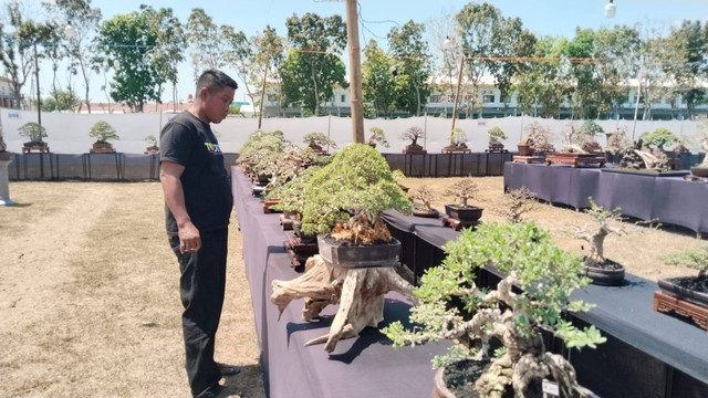 Suasana Pameran dan Kontes Bonsai yang digelar di lapangan tembak Yonif 410 Alugoro Blora. (Aset: Istimewa)