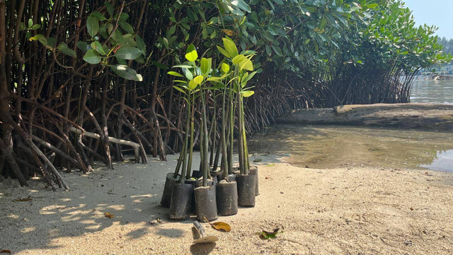 Bibit tanaman mangrove di Kepulauan Seribu. Foto: Aditya Pratama Niagara/kumparan