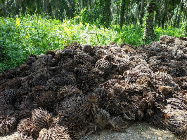 Ilustrasi Pupuk Kompos Dari Tandan Kosong (tankos) Kelapa Sawit (sumber: shutterstock.com)