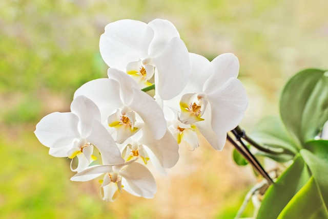 Ilustrasi Anggrek (Orchidaceae) (sumber: shutterstock,com)