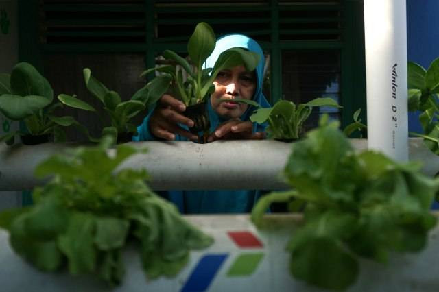 Ilustrasi manfaat sawi hijau. Foto: Nugroho Sejati/kumparan