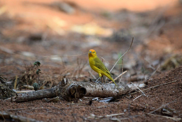 Ilustrasi Burung Kenari. Foto: Pexels