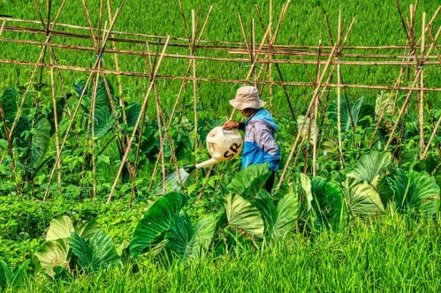 Ilustrasi apakah pupuk daun bisa dicampur dengan insektisida, sumber foto: Tom Fisk by pexels.com