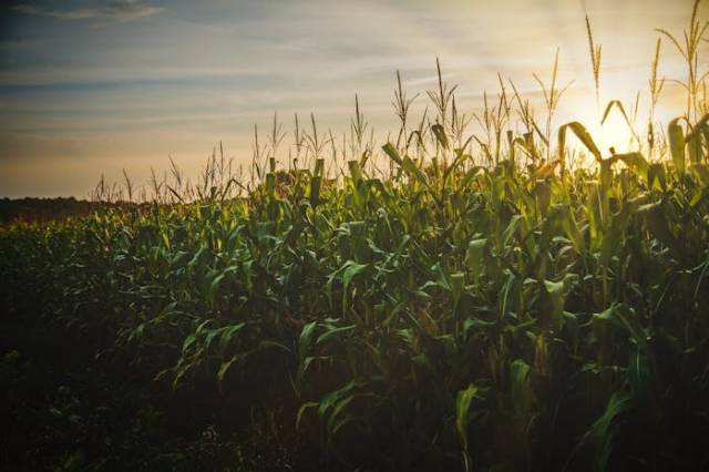 Ilustrasi apakah pupuk phonska cocok untuk jagung, sumber foto: Todd Trapani by pexels.com