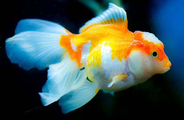 ilustrasi ikan mas koki. Sumber foto pixabay.com