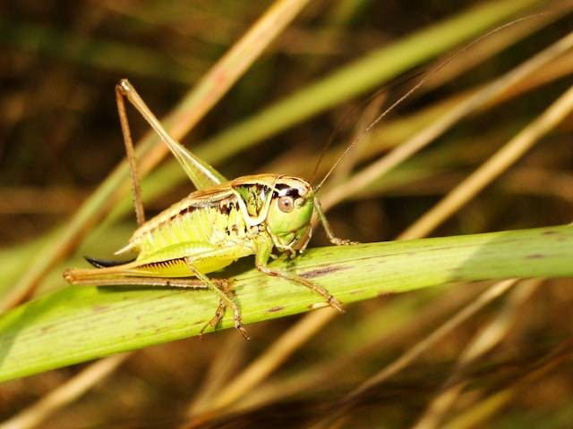 Penyebab Jangkrik Lemas yang Wajib Diketahui. Foto Hanya Ilustrasi. Sumber Foto: Unsplash.com/Krzysztof Niewolny