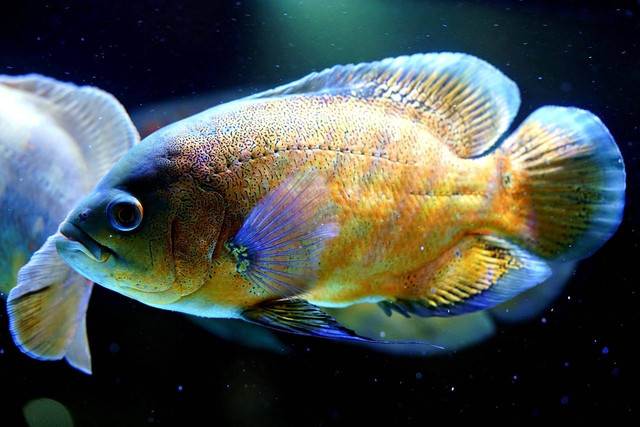 Ilustrasi ikan oscar. Sumber foto: Pixabay