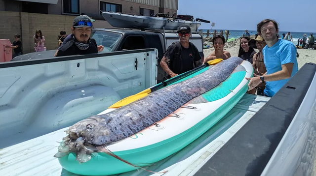 Oarfish atau ikan kiamat ditemukan terdampar di California. Foto:  Emily Miller/UC San Diego