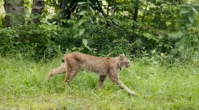 Kucing lynx kanada terlihat di Vermont, AS.  Foto: Gary Shattuck via Vermont Fish & Wildlife