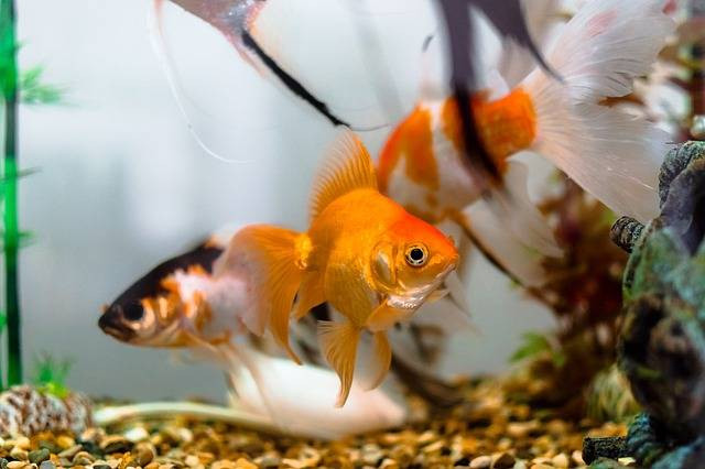 ilustrasi ikan dalam akuarium. Sumber foto pixabay.com