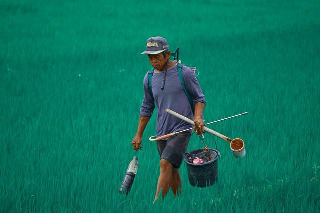 Ilustrasi apakah pupuk mutiara bisa disemprotkan pada tanaman padi, sumber foto: Sukirno Hadi Legowo by pixabay.com