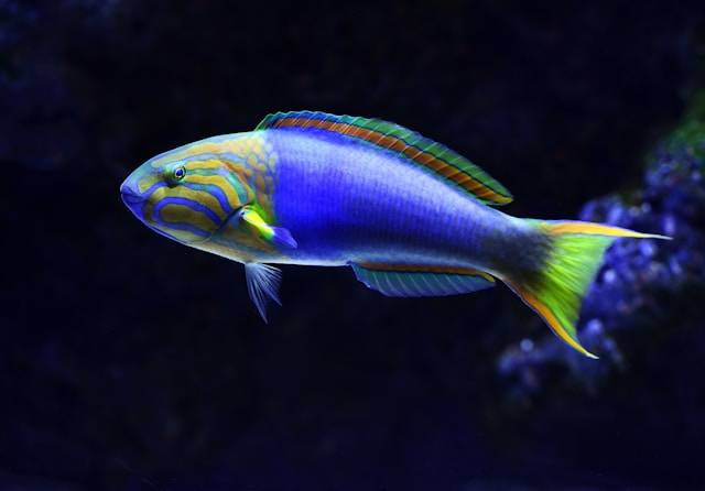 Cara Mengeluarkan Warna Ikan Oscar. Foto Hanya Ilustrasi. Sumber Foto: Unsplash.com/David Clode