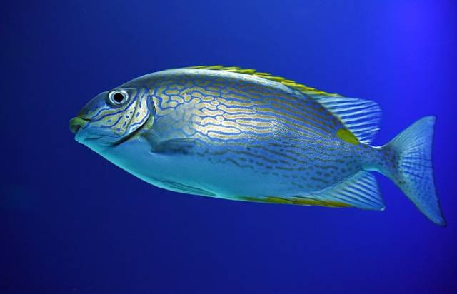 Cara Mengatasi Ikan Oscar yang Stres. Foto Hanya Ilustrasi. Sumber Foto: Unsplash.com/David Clode