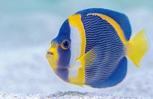 Penyebab Warna Ikan Oscar Pucat. Foto Hanya Ilustrasi. Sumber Foto: Unsplash.com/David Clode