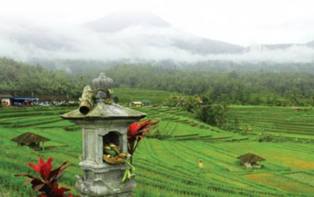 Keberadaan subak di Bali bisa terancam oleh perubahan iklim - IST