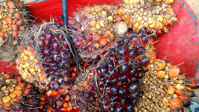 Tandan buah segar kelapa sawit. Foto: Ave Airiza Gunanto/kumparan