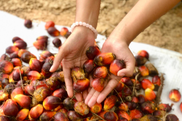 Tandan buah segar kelapa sawit. Foto: Ave Airiza Gunanto/kumparan