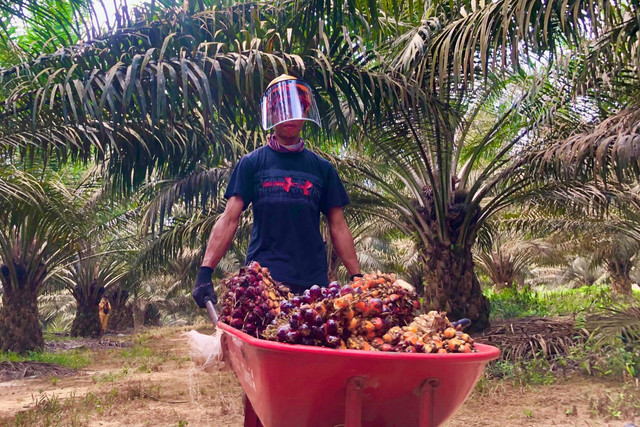 Tandan buah segar kelapa sawit. Foto: Ave Airiza Gunanto/kumparan