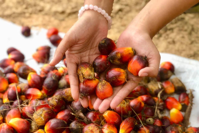 Tandan buah segar kelapa sawit. Foto: Ave Airiza Gunanto/kumparan