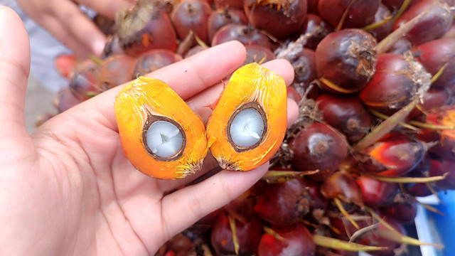 Tandan buah segar kelapa sawit. Foto: Ave Airiza Gunanto/kumparan