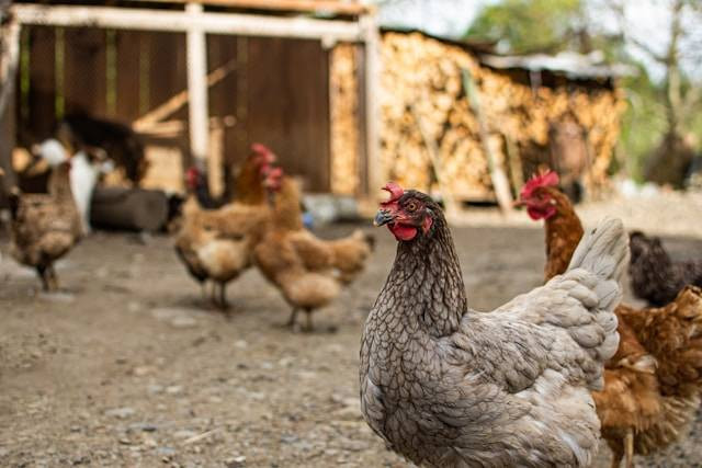 Cara Mengatur Suhu Kandang Ayam Close House. Foto Hanya Ilustrasi. Sumber Foto: Unsplash.com/Andriyko Podilnyk