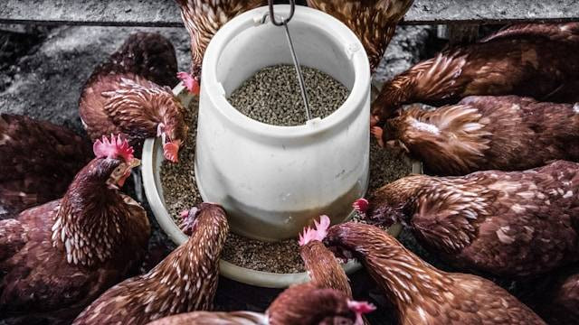 Cara Pemeliharaan Kandang Ayam yang Baik. Foto Hanya Ilustrasi. Sumber Foto: Unsplash.com/Arisa Chattasa