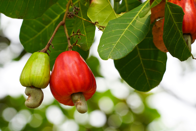 Ilustrasi Buah Jambu Monyet atau Jambu Mete (sumber: shutterstock.com)