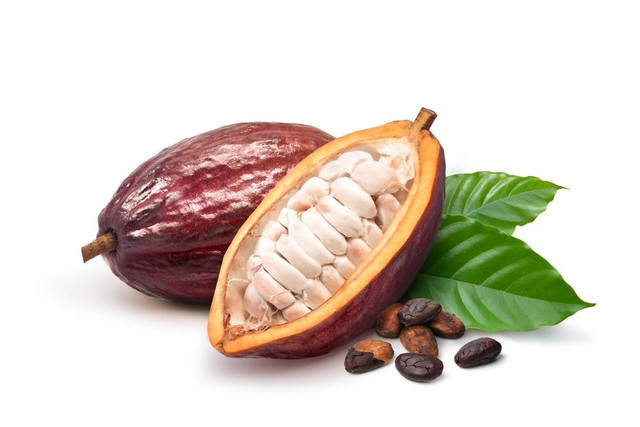 Ilustrasi Kakao (Theobroma cacao) (sumber: shutterstock.com)