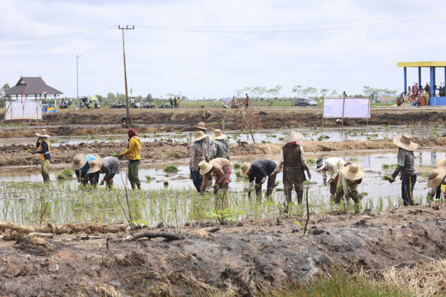 Petani di Lumbung Pangan Kalteng. Foto: Dok. Mentan