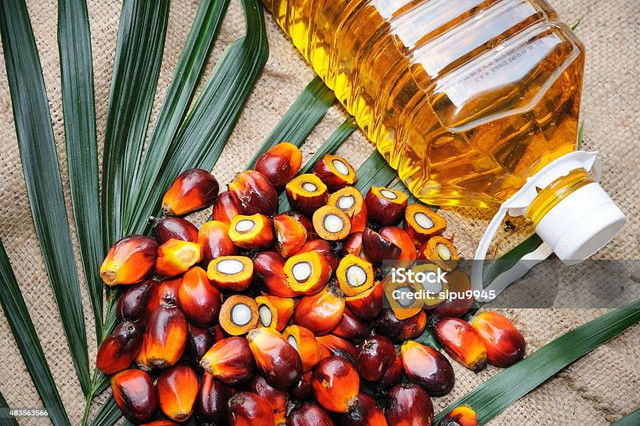 Kelapa sawit. Foto oleh sIpu9945 dari Istockphoto.com