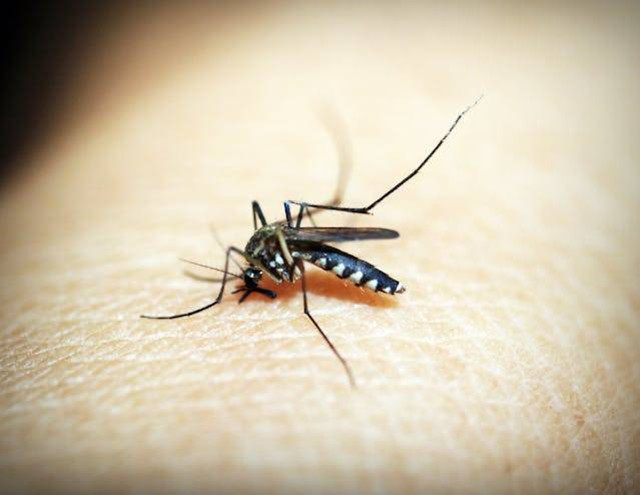 Ilustrasi siklus hidup nyamuk aedes aegypti, foto:pexels
