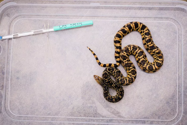 Ular pinus Louisiana yang dikembangkan dari sperma beku.  Foto: Facebook/Mamphis Zoo