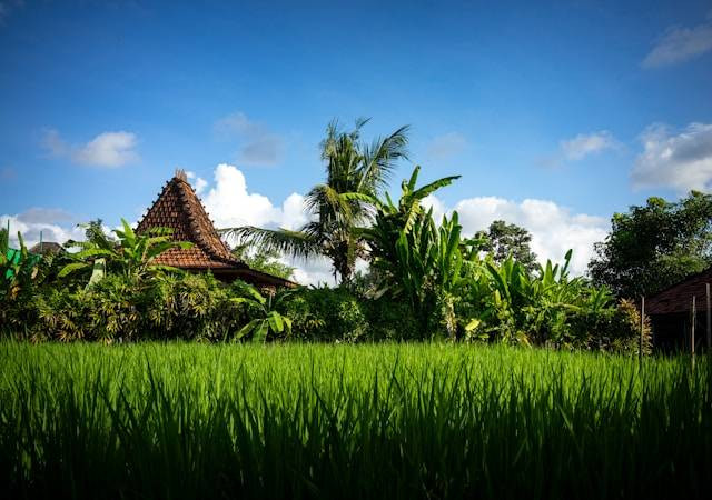 Tempat Nongkrong di Ubud View Sawah. Foto Hanya Ilustrasi. Sumber Foto: Unsplash.com/Reiseuhu