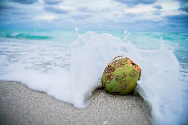 Penyebaran Biji Pada Tumbuhan Kelapa Biasanya Terjadi Dengan Bantuan Angin, Air dan Hewan. Foto Hanya Ilustrasi. Sumber Foto: Unsplash.com/Josiah Weiss