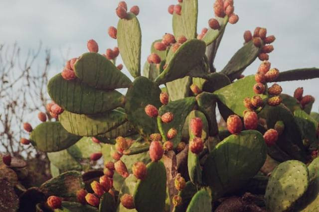 Ilustrasi manfaat kaktus opuntia, sumber foto: Raymond Petrik by pexels.com